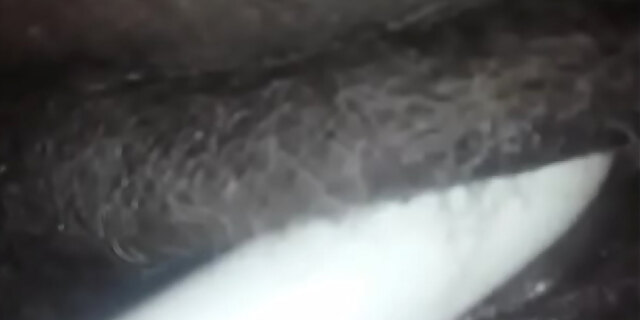 pussy